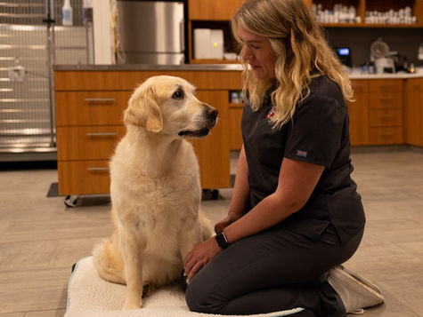 Can Dogs Get Concussions?