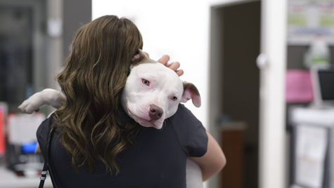 A white pitbull dog leans against the shoulder of a veterinarian in scrubs.