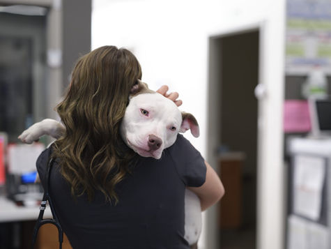 A white pitbull dog leans against the shoulder of a veterinarian in scrubs.