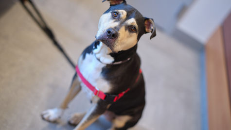 A black, white, and brown dog on a red leash sits on the floor at the vet hospital