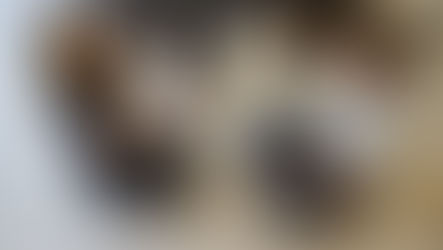 A dog with a possible concussion is seen by a vet at VEG ER for Pets
