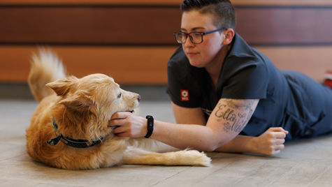 A dog with heart failure lays on the floor while a vet examines it.