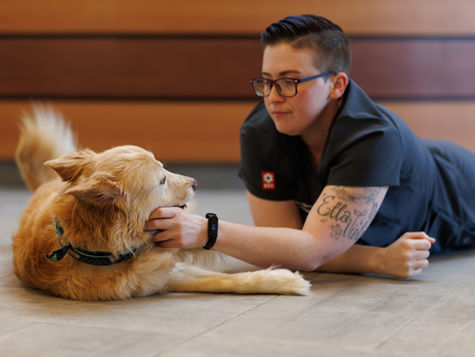 A dog with heart failure lays on the floor while a vet examines it.