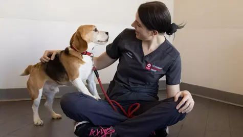 A brown and black beagle dog rests on a veterinarian in scrubs who is sitting crosslegged on the hospital floor
