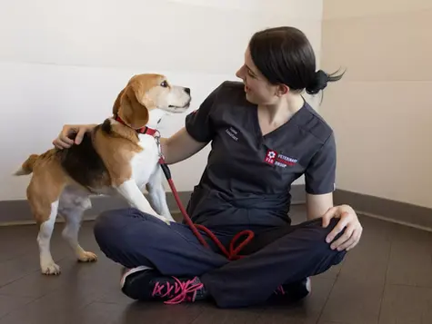 A brown and black beagle dog rests on a veterinarian in scrubs who is sitting crosslegged on the hospital floor