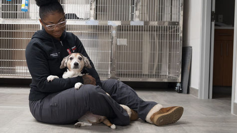 A dog with paralysis sits in a vet's lap at VEG ER for Pets.