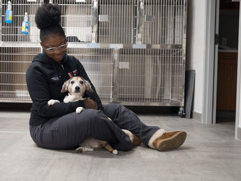 A dog with paralysis sits in a vet's lap at VEG ER for Pets.