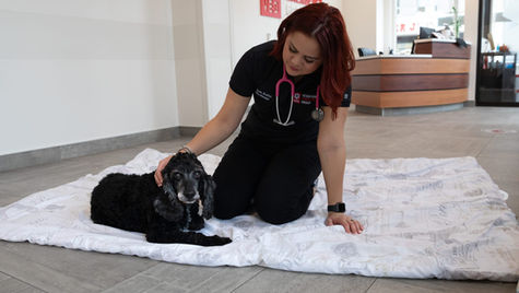 A small black dog sits on a blanket while being pet by a veterinarian