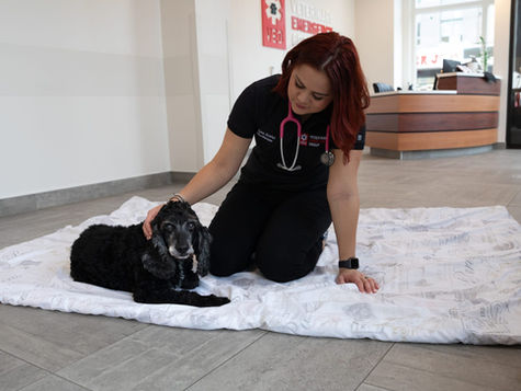 A small black dog sits on a blanket while being pet by a veterinarian