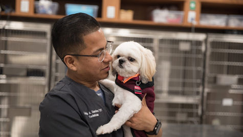 6 Tips When Caring for a Deaf Dog