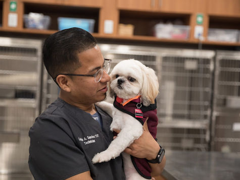 6 Tips When Caring for a Deaf Dog