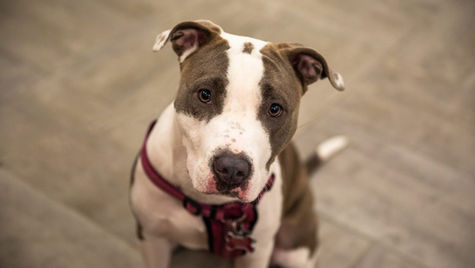 A brown and white pitbull wearing a harness sits on the floor of a vet hospital.