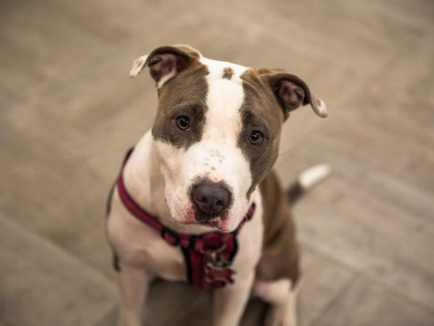 A brown and white pitbull wearing a harness sits on the floor of a vet hospital.