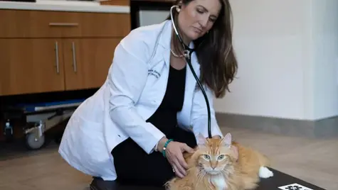 A cat with diabetes is examined by a vet at VEG ER for Pets