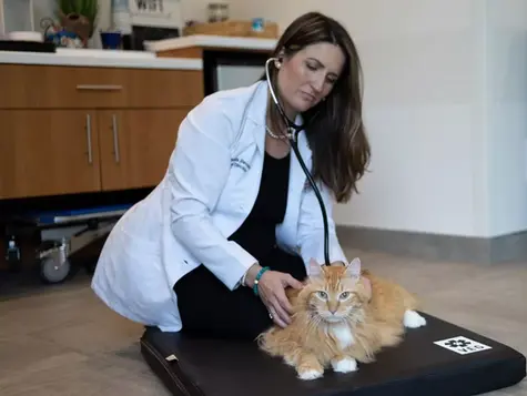 A cat with diabetes is examined by a vet at VEG ER for Pets