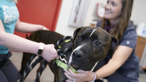 A large black dog with ringworm sits on the lap of a vet while the parent holds its leash
