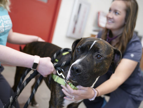 A large black dog with ringworm sits on the lap of a vet while the parent holds its leash