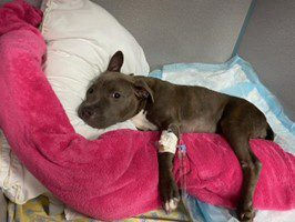 A brown pitbull puppy lays on a pillow and blanket with a bandaged leg