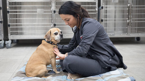 A vet takes the heart rate of a golden dog while sitting on a hospital floor