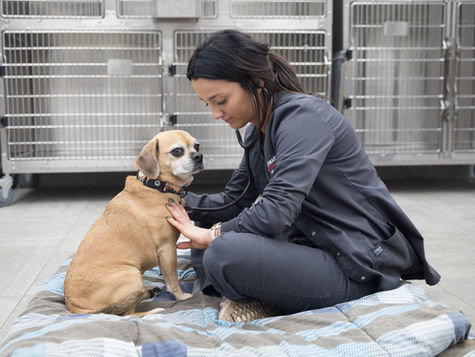 A vet takes the heart rate of a golden dog while sitting on a hospital floor