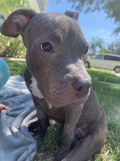 A Pit Bull puppy sits on a blanket in a parklike setting.