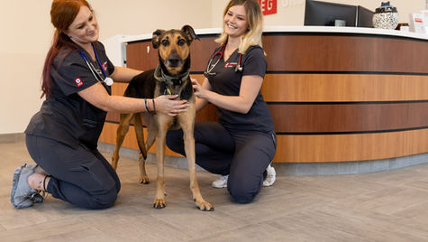 Heartworm in Dogs: What it is and How to Protect Your Pet