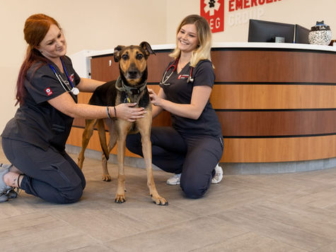 Heartworm in Dogs: What it is and How to Protect Your Pet