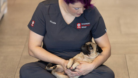 A Pug puppy who experienced shock is held by a VEG vet. 