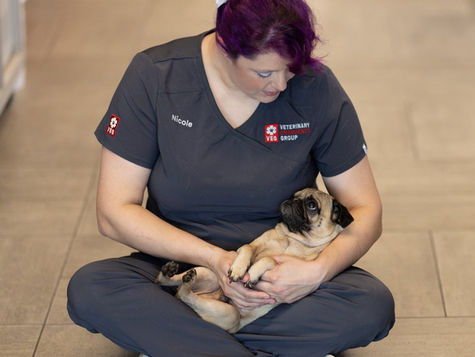 A Pug puppy who experienced shock is held by a VEG vet. 