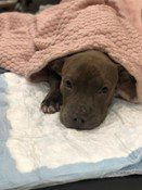 A brown pitbull puppy lays on a wee wee pad under a blanket.