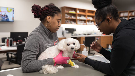 A small white dog is held by its owner as a vet at VEG ER for Pets provides care for a bug bite.
