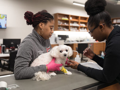 A small white dog is held by its owner as a vet at VEG ER for Pets provides care for a bug bite.