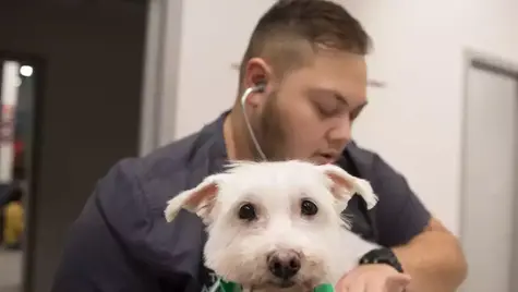 A vet hospital employee treats a white dog.