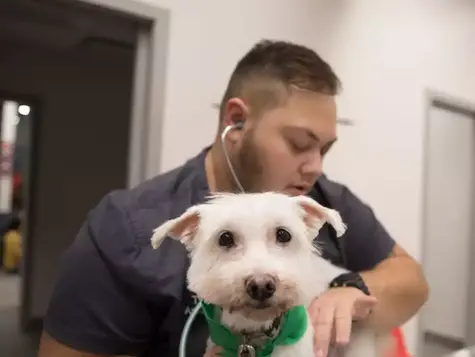 A vet hospital employee treats a white dog.