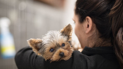 A terrier dog with the flu rests on a veterinarian's shoulder. 