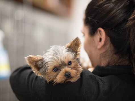 A terrier dog with the flu rests on a veterinarian's shoulder. 