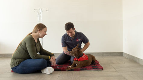 A veterinarian sits on the floor and examines a black dog while the dog's owner watches.