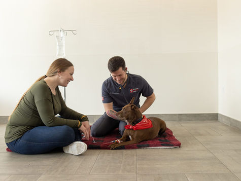A veterinarian sits on the floor and examines a black dog while the dog's owner watches.