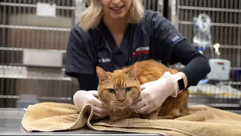 An orange cat is tended to in the hospital by a VEG ER for Pets vet. 