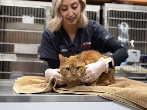 An orange cat is tended to in the hospital by a VEG ER for Pets vet. 