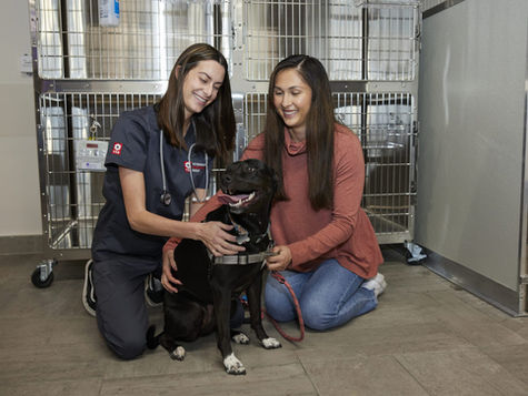 A black dog in a harness standing on the hospital floor is held by a smiling veterinarian and its owner