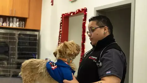 Golden fur dog looking up at veterinarian