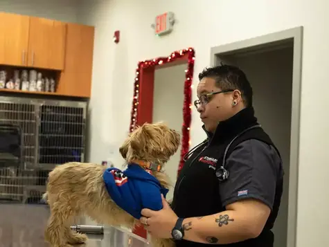 Golden fur dog looking up at veterinarian