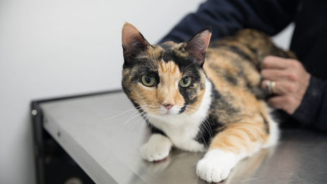 A calico cat lays on an exam table while a vet tends to their care.