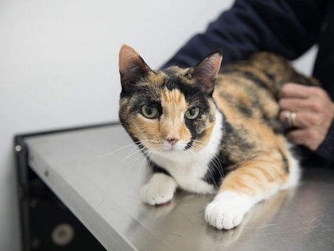A calico cat lays on an exam table while a vet tends to their care.