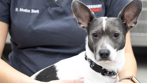 A black and white dog looks at the camera within a hospital setting.