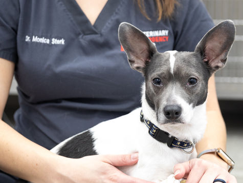 A black and white dog looks at the camera within a hospital setting.