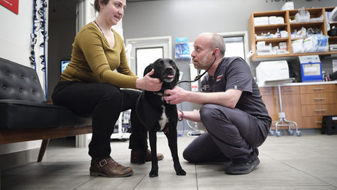 A black dog stands in a vet hospital with owner while vet listens to the dog's heart with a stethoscope