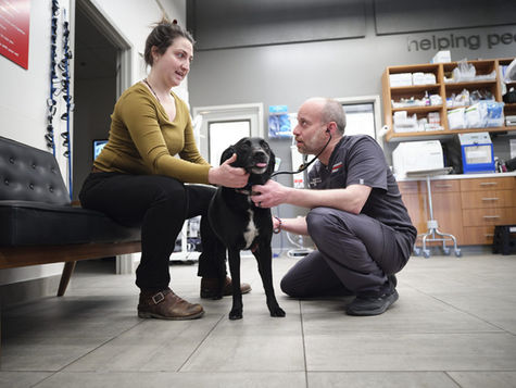 A black dog stands in a vet hospital with owner while vet listens to the dog's heart with a stethoscope