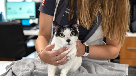 A white and black cat on a vet table looks t the camera as a vet holds it around the body